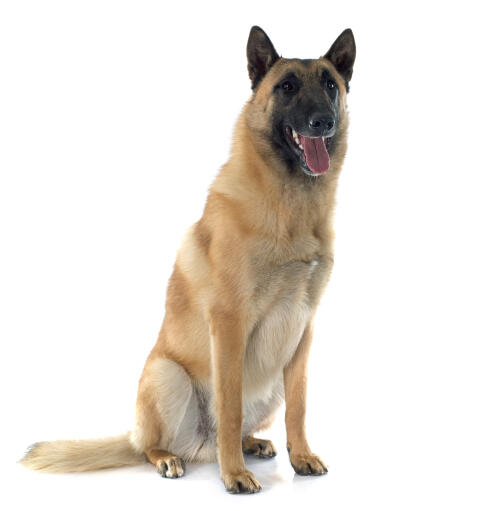 A lovely belgian shepherd dog (malinois) sitting down