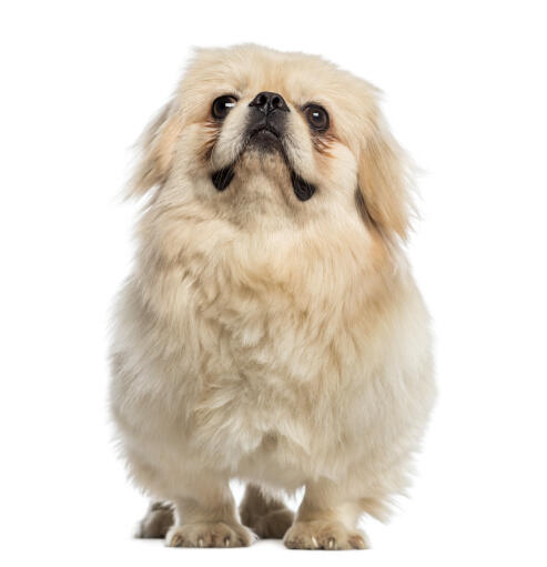 A lovely little pekingese with a soft blonde coat