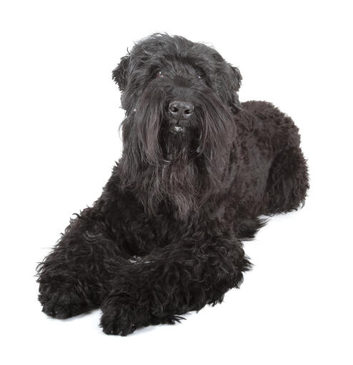 A lovely young adult black russian terrier lying neatly with it's paws together