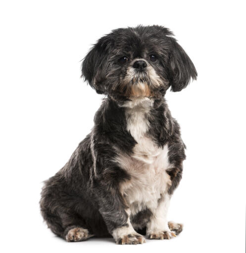 An adult shih tzu with a short puppy cut coat and floopy ears