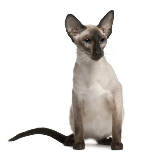 A balinese cat with large ears and deep blue eyes