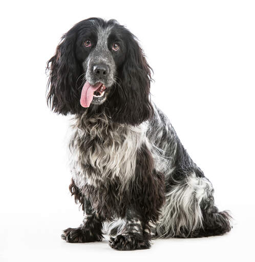 A lovely, little, scruffy coated english cocker spaniel with it's tongue out