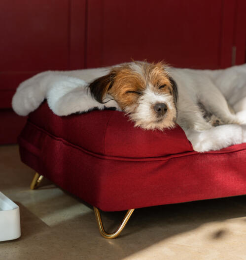 Dog lying on a cozy blanket on a red bolster bed