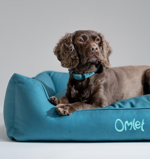 Spaniel looking out from an Omlet nest bed in shaded spruce