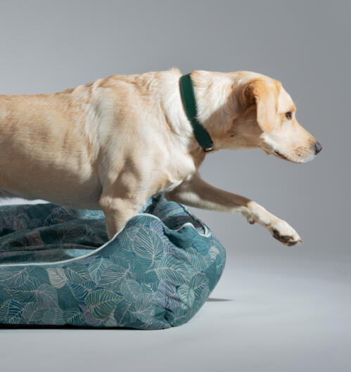Retriever stepping out fromn a limited edition dog bed