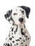 The characteristic floopy ears and spotted face of a lovely young dalmatian puppy
