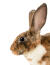 A mini rex rabbit with beautiful tall ears