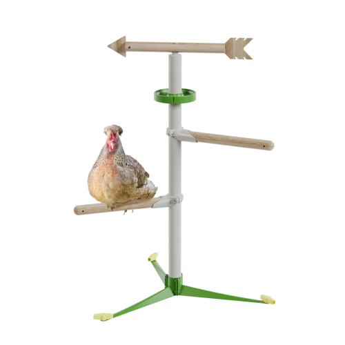 Chicken in the free standing  perch system kit