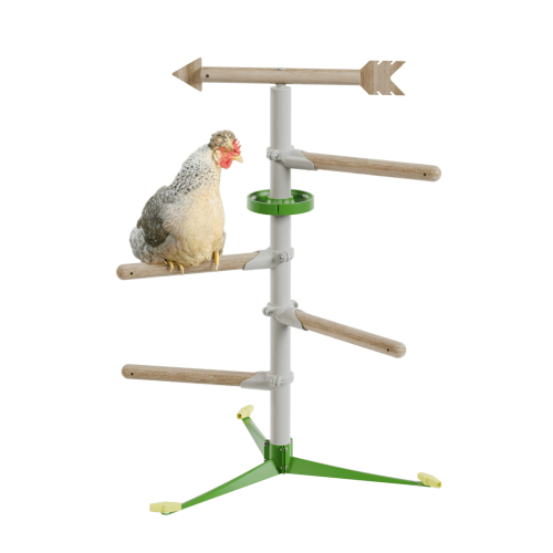 Chicken in the free standing  perch system kit