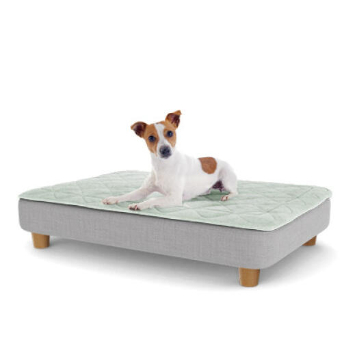 A puppy resting on the medium Topology puppy bed with round wooden feet