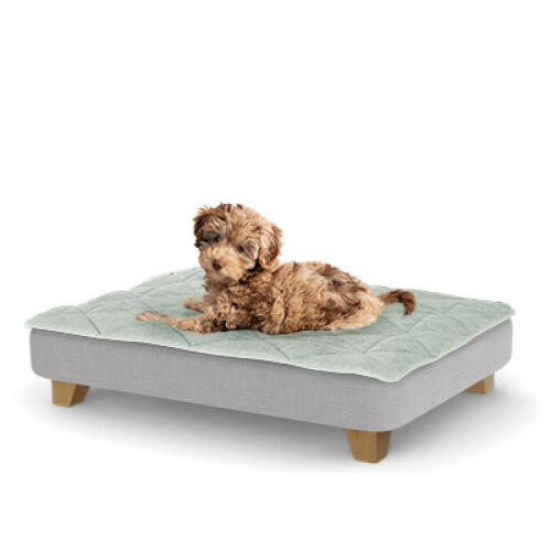 A puppy resting on the small Topology puppy bed with square wooden feet