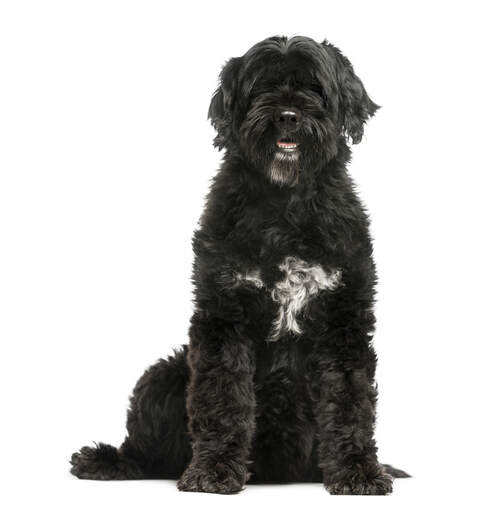 A handsome portuguese water dog with thick black fur