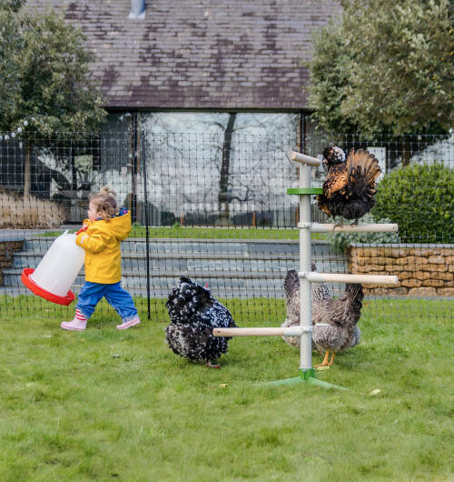 A child next to chickens playing on a freestanding perch with chicken fencing in the background.
