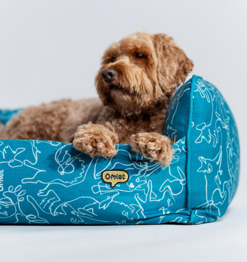 Brown dog lying in an Omlet nest bed in teal