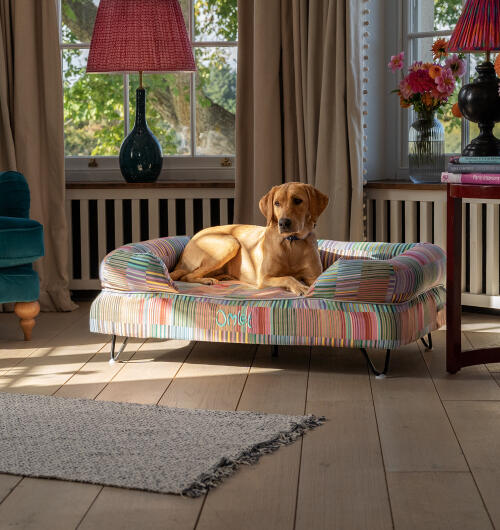 Labrador sat on large bolster dog bed in colourful pawsteps electric print.