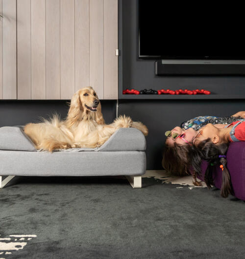 Afghan greyhound sat on Topology memory foam dog bed with customisable bolster topper and white rail feet. three girls are lying upside down on sofa next to them.