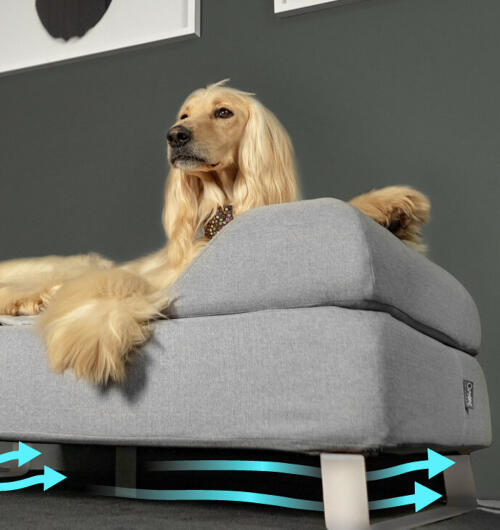 Afghan hound sat on raised Topology dog bed with bolster topper and white rail feet.