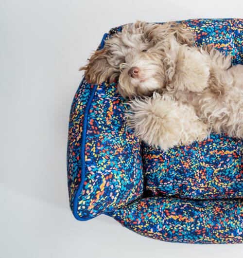 Fluffy dog lying in a neon coloured nest bed