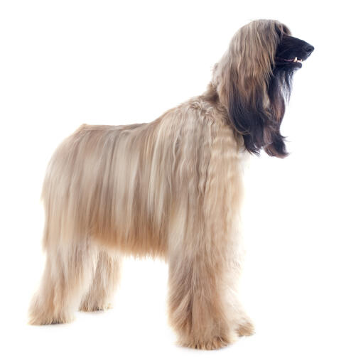 A blonde coated afghan hound standing tall