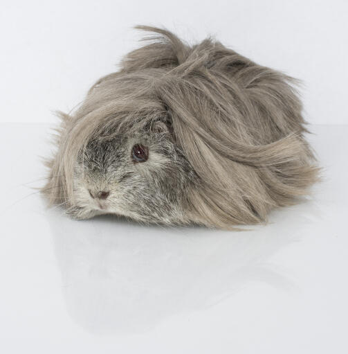 Rosette guinea store pig for sale