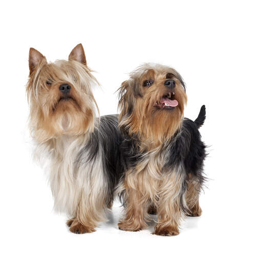 Two wonderful silky terriers looking up at their owner, waiting for a command