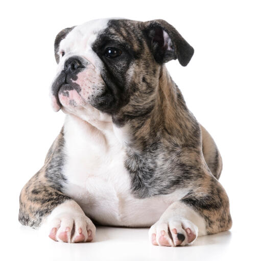 An adult bulldog sitting down with a sparkle in his eye