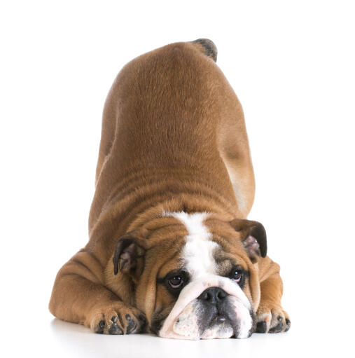 The adorable wrinkly faced bulldog bowing down