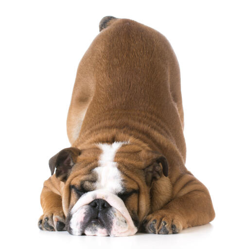 A playful bulldog bowing down with a cute disgruntled look about him