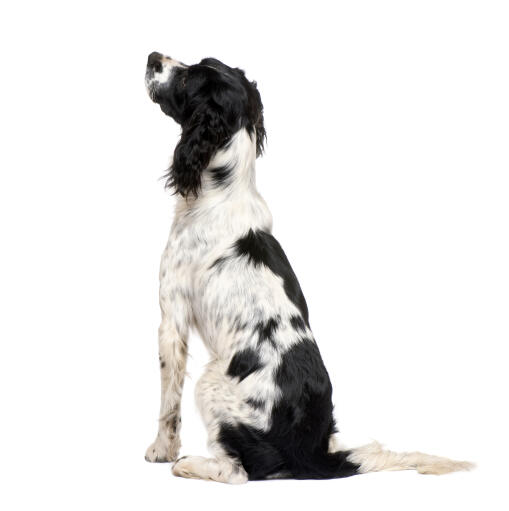 A beautiful young adult english springer spaniel with a long black and white coat