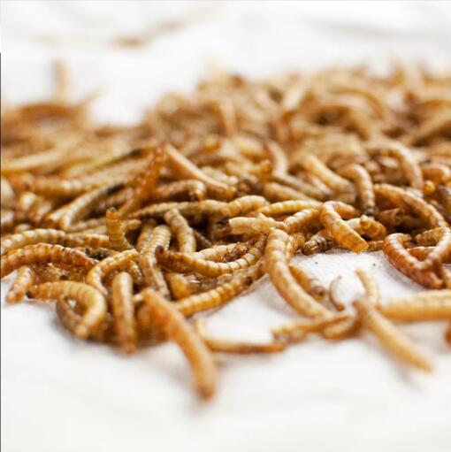 Dried mealworms chicken treats