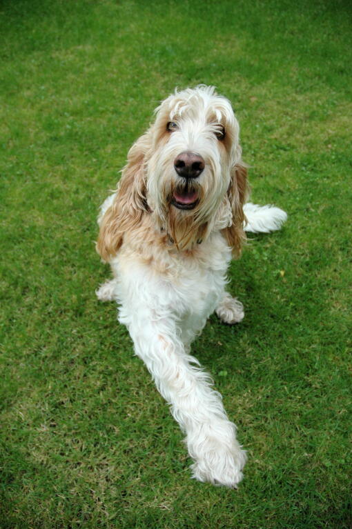 Basset griffon sale vendeen