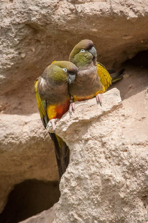 Burrowing Parakeet | Parrots | Breed Information | Omlet