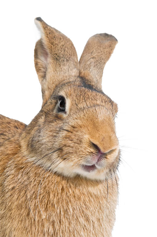 Belgian Hare Rabbits Belgian Hare For Sale