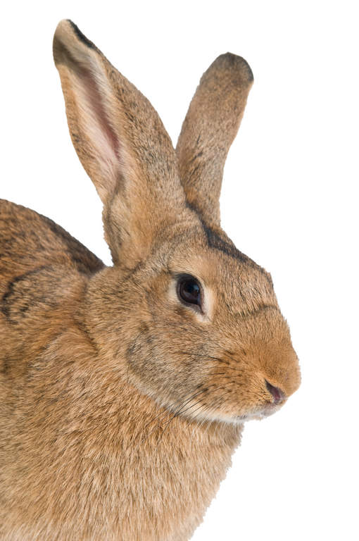 Belgian rabbit top