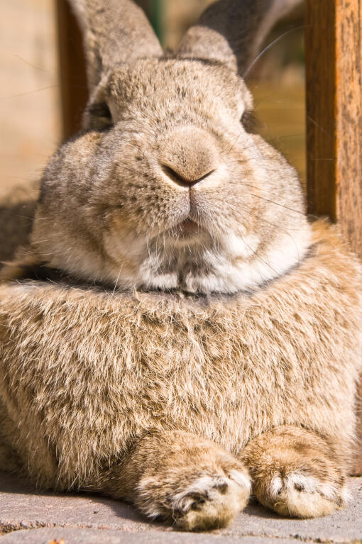 Chinchilla For Sale >> Flemish Giant For Sale | Rabbits | Breed Information | Omlet Chinchilla For Sale >> Flemish Giant For Sale | Rabbits | Breed Information | Omlet
