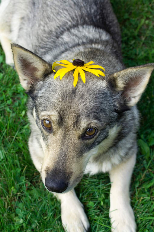 Swedish Vallhund | Dogs | Breed Information | Omlet