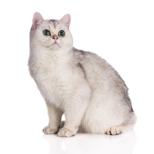 A british shorthair cat with a tipped coat