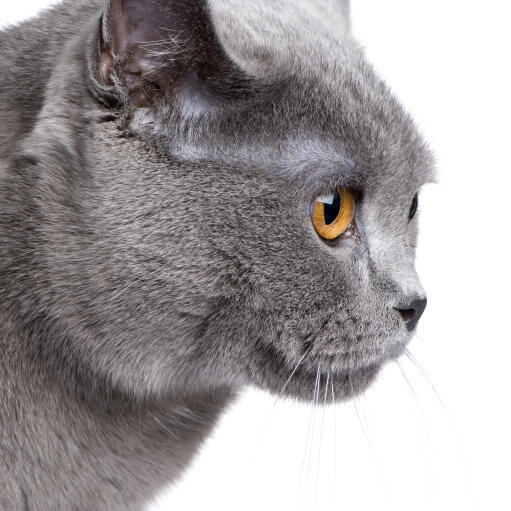 The profile of a chartreux cat with amber eyes