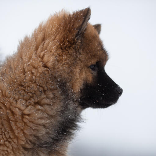 A young eurasier's wonderful thick coat and pointed ears