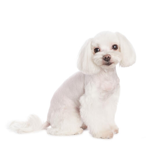 A wonderful maltese, sitting very neatly