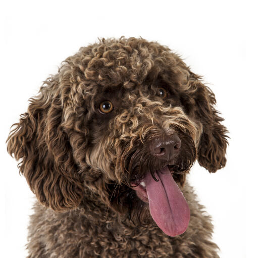 A close up of a spanish water dog's incredible curly coat