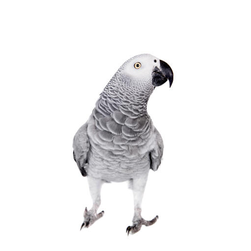 The brilliant grey and white feather pattern of the african grey parrot