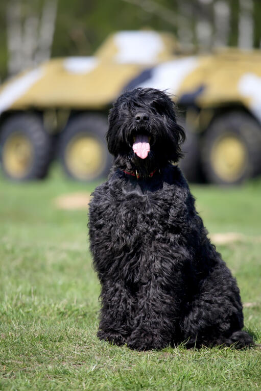 Russian terrier cheap dog