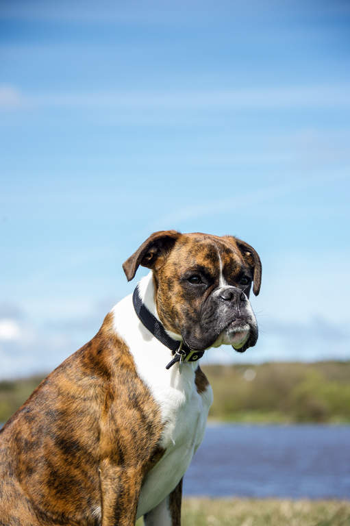 are boxer dogs kid friendly