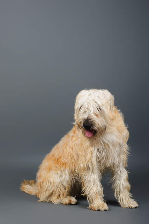 soft coated white terrier