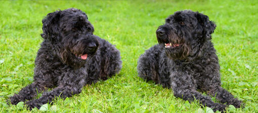 Two dark coated kerry blue terrier lying neatly on the grass