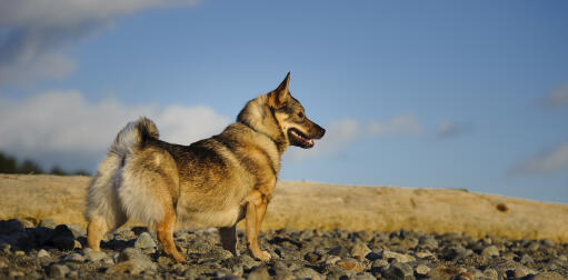 Swedish wolfhound new arrivals