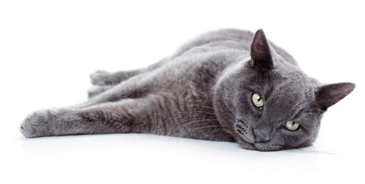 A relaxed russian blue cat