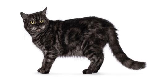 Young british shorthair smoke cat against a white background