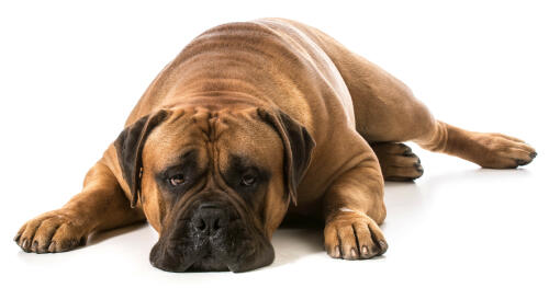 A typical position of an adult bullmastiff